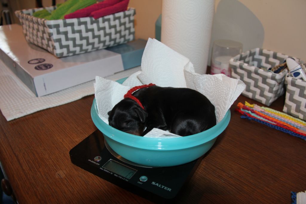 of Lady Woodcock - Setter Gordon - Portée née le 31/10/2018